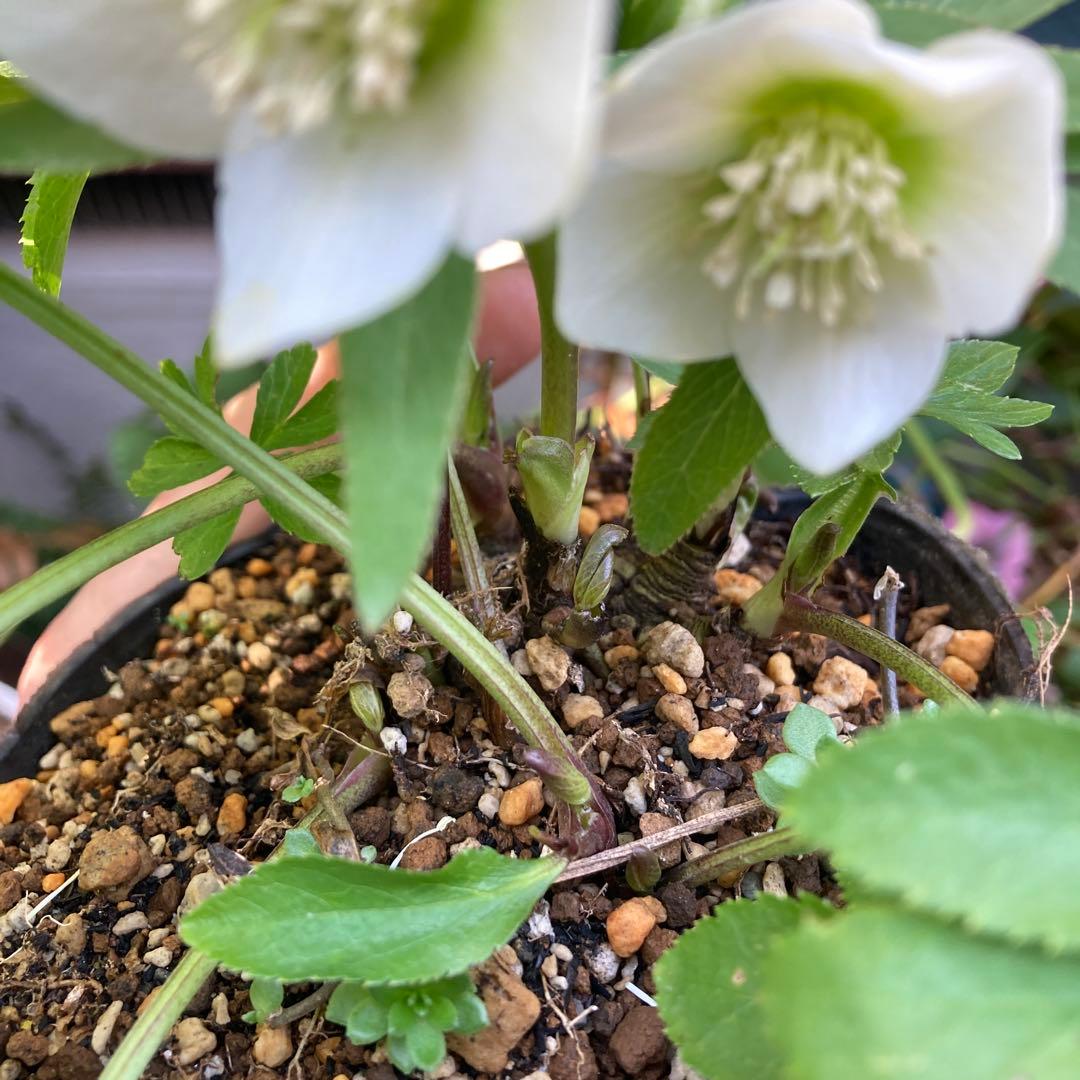 クリスマスローズ　小輪白　多花性　大株