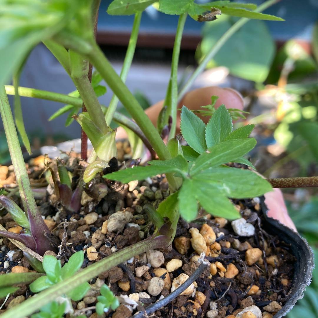 クリスマスローズ　小輪白　多花性　大株