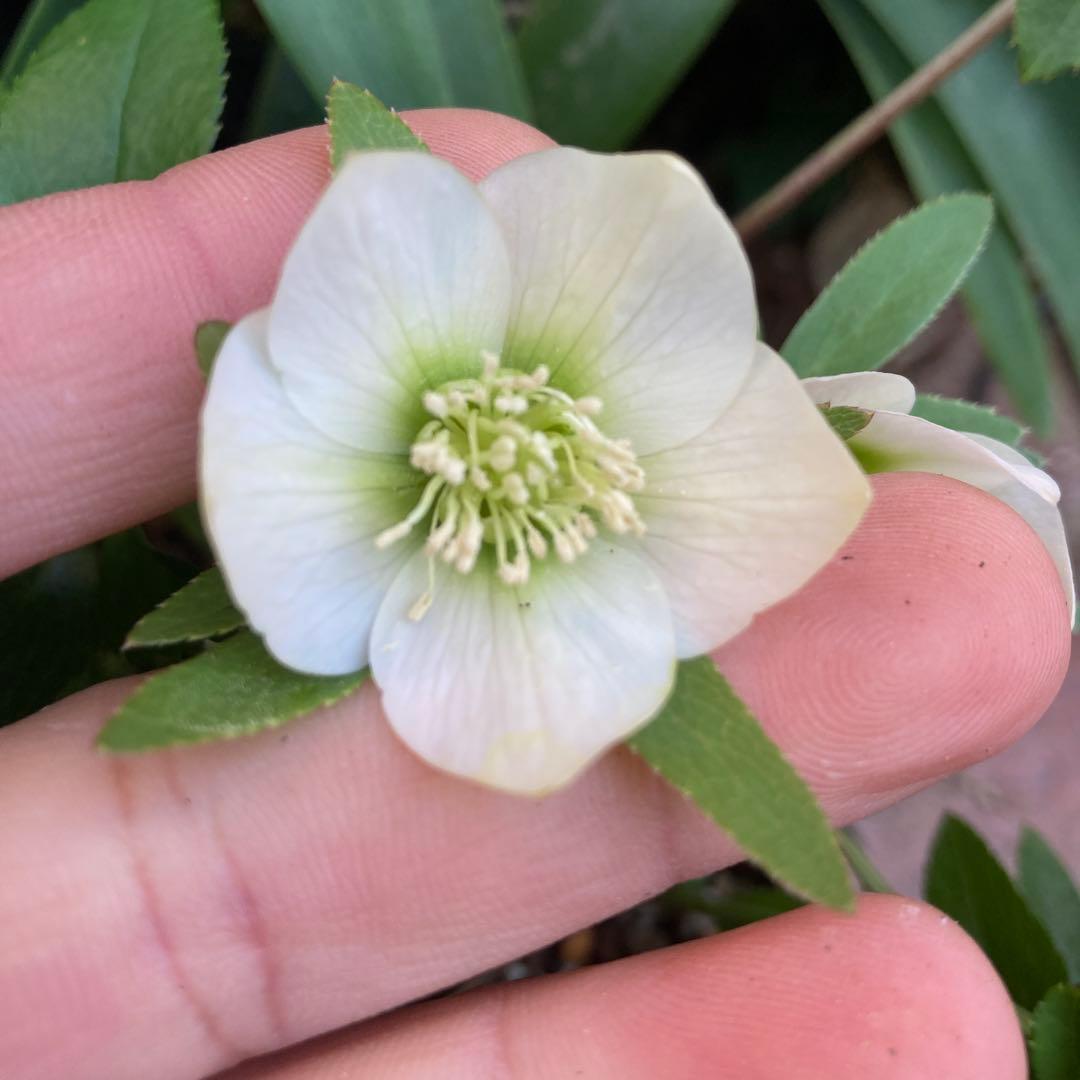 クリスマスローズ　小輪白　多花性　大株