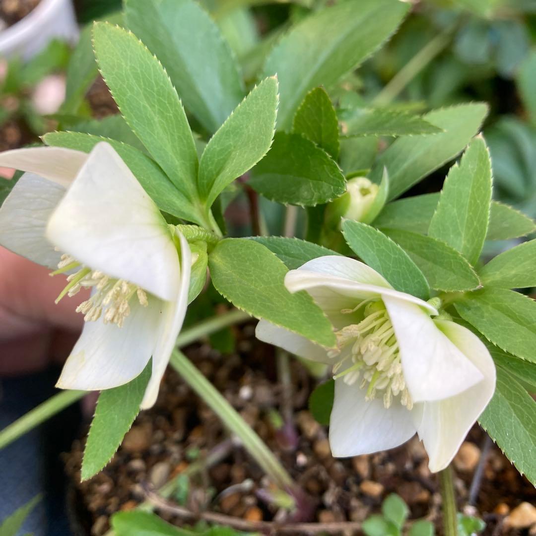 クリスマスローズ　小輪白　多花性　大株