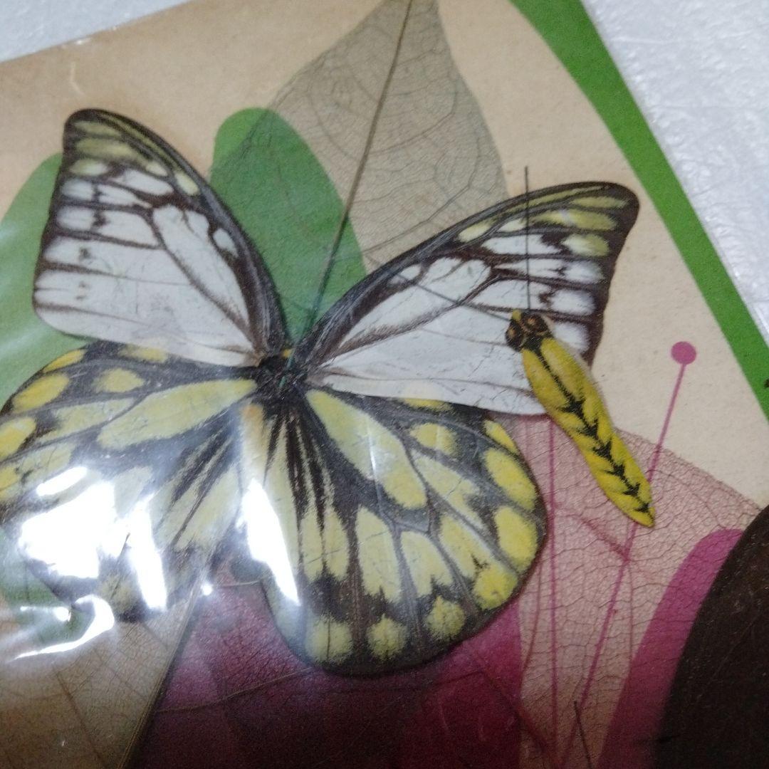 蝶 羽根細工 1960年代 バタフライアート ペーパーウェイト ブルーライン