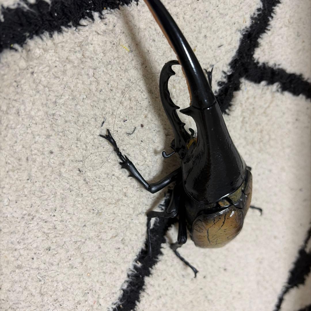 いきもの大図鑑アドバンスヘラクレスオオカブト