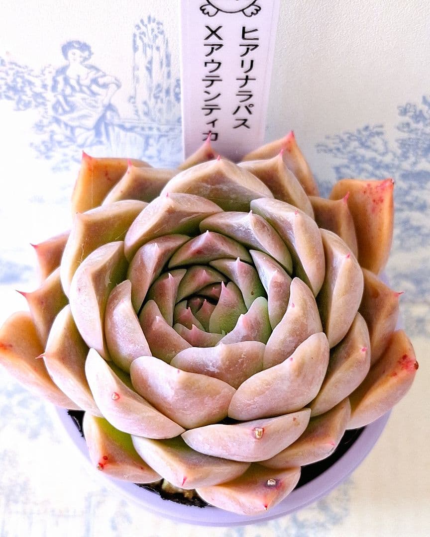 ヒアリナラパス×アウテンティカ札付きポットごとメルカリ便コロタンさん苗