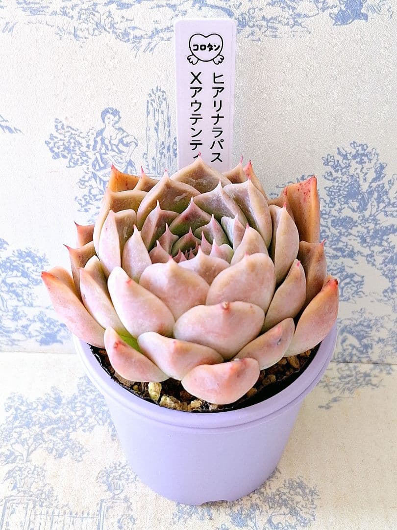 ヒアリナラパス×アウテンティカ札付きポットごとメルカリ便コロタンさん苗