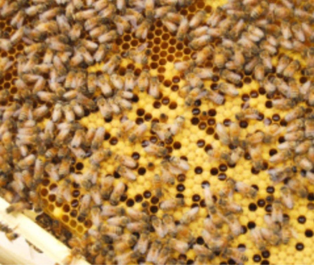 リピーター様特別販売