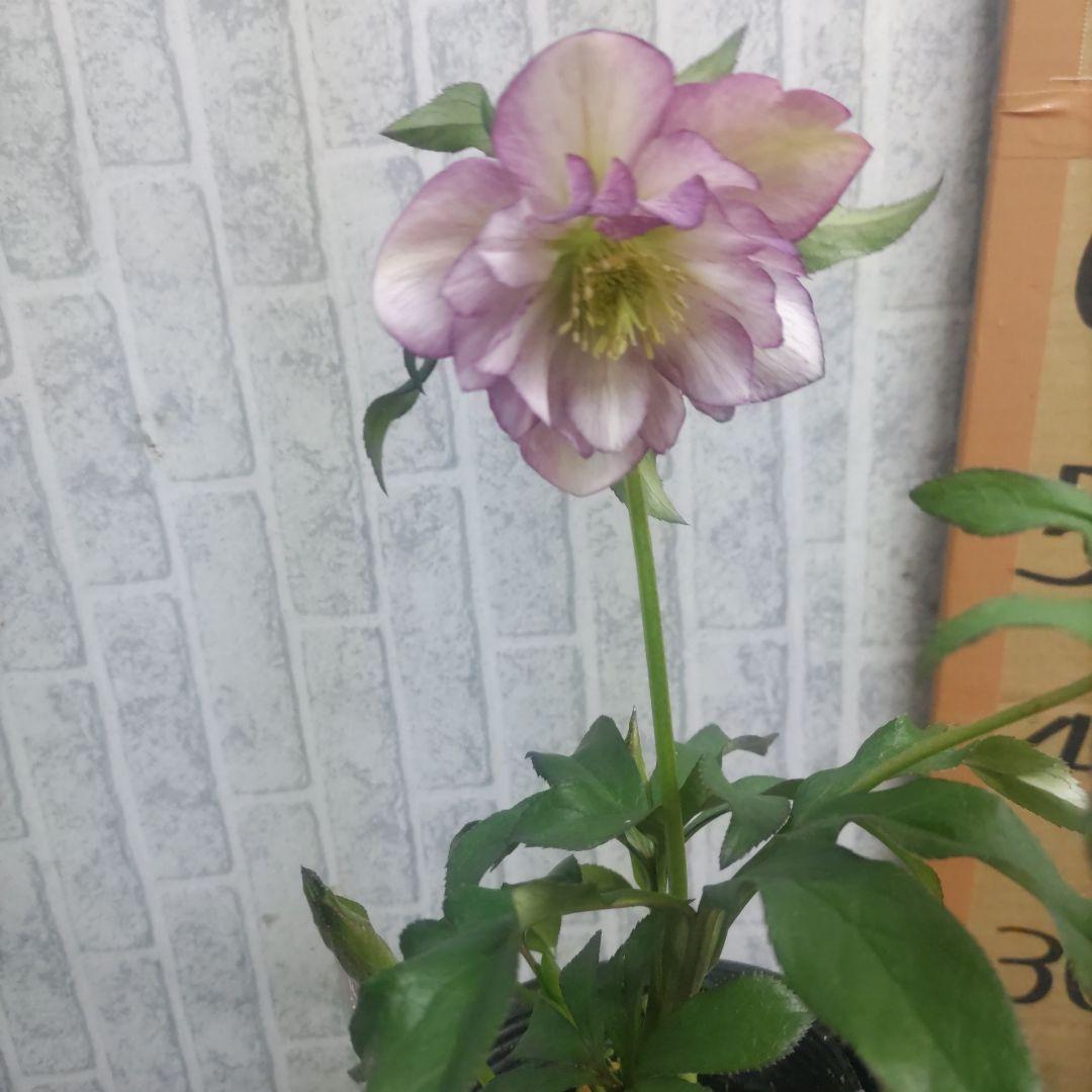 ⭐️クリスマスローズ⭐️ダブル咲き６品種⭐️６鉢セット