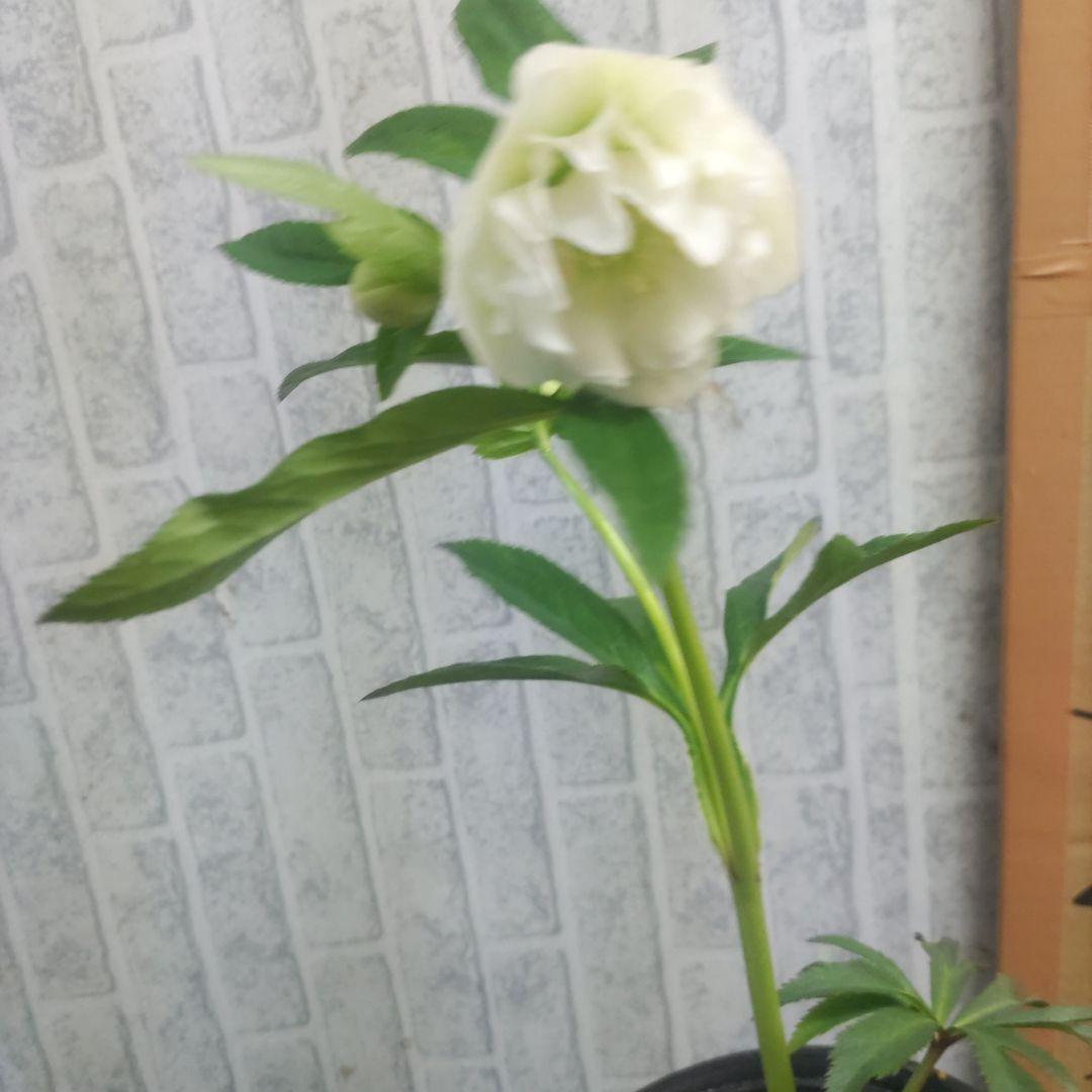 ⭐️クリスマスローズ⭐️ダブル咲き６品種⭐️６鉢セット