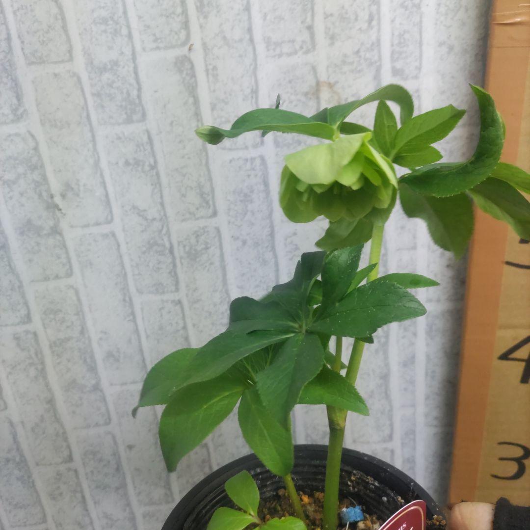 ⭐️クリスマスローズ⭐️ダブル咲き６品種⭐️６鉢セット