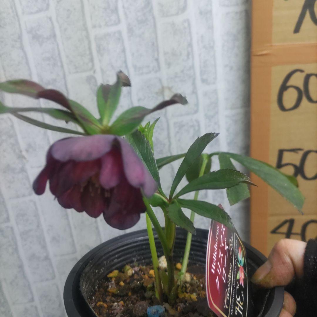 ⭐️クリスマスローズ⭐️ダブル咲き６品種⭐️６鉢セット