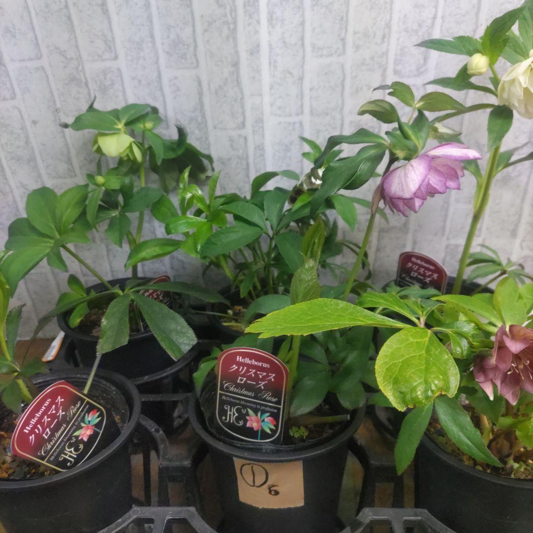 ⭐️クリスマスローズ⭐️ダブル咲き６品種⭐️６鉢セット