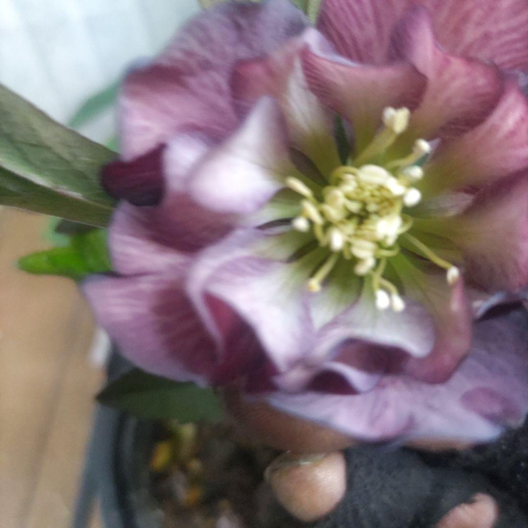 ⭐️クリスマスローズ⭐️ダブル咲き６品種⭐️６鉢セット