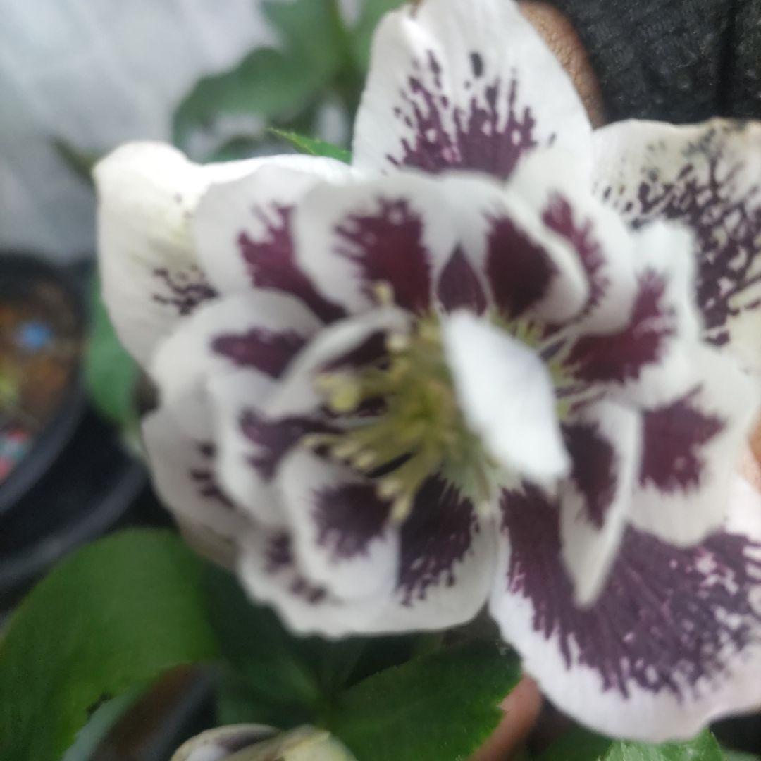 ⭐️クリスマスローズ⭐️ダブル咲き６品種⭐️６鉢セット