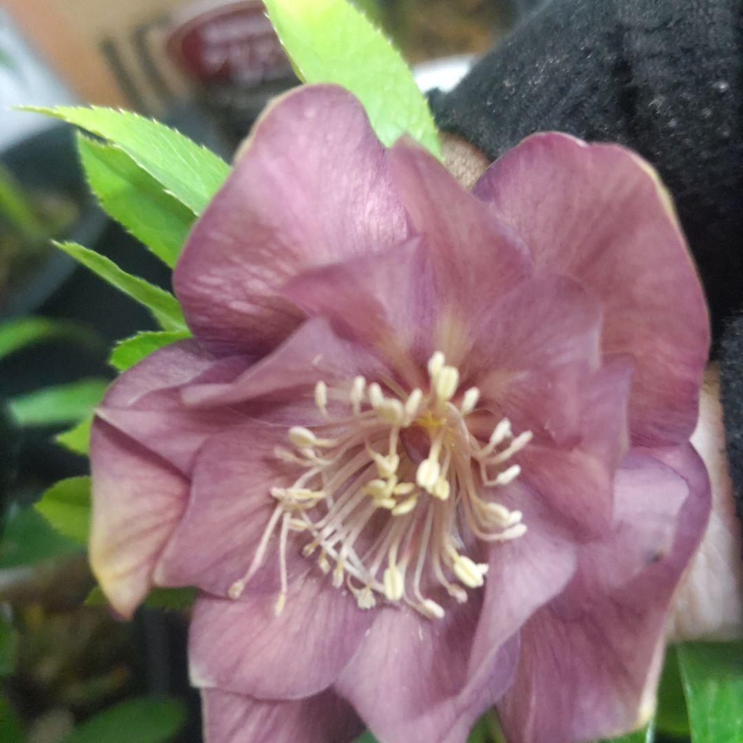 ⭐️クリスマスローズ⭐️ダブル咲き６品種⭐️６鉢セット