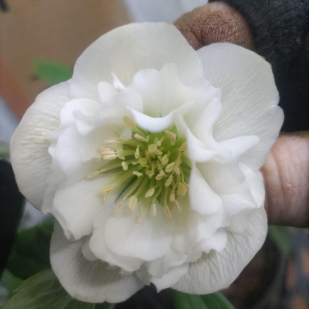 ⭐️クリスマスローズ⭐️ダブル咲き６品種⭐️６鉢セット