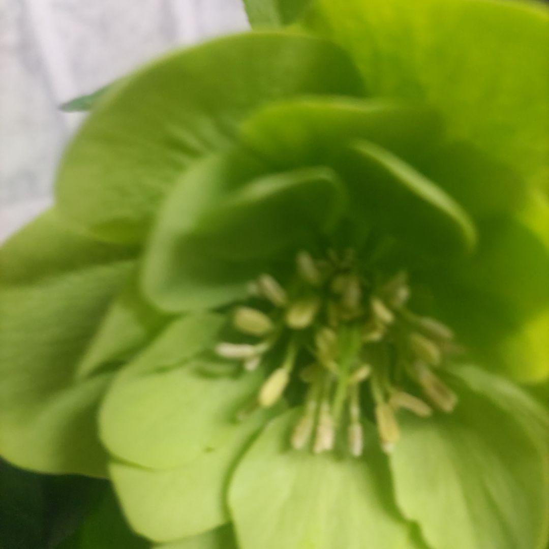 ⭐️クリスマスローズ⭐️ダブル咲き６品種⭐️６鉢セット