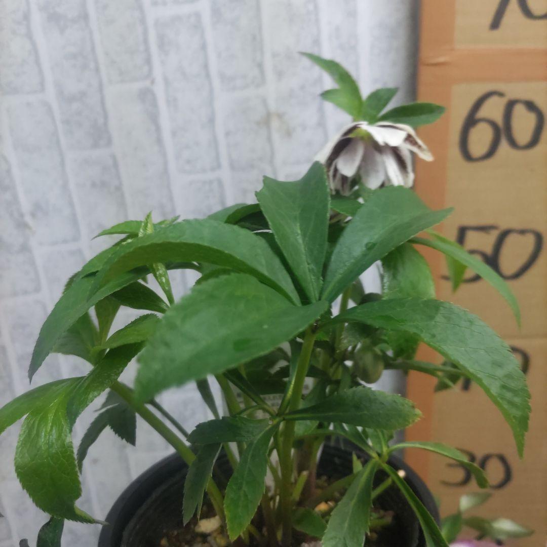 ⭐️クリスマスローズ⭐️ダブル咲き６品種⭐️６鉢セット