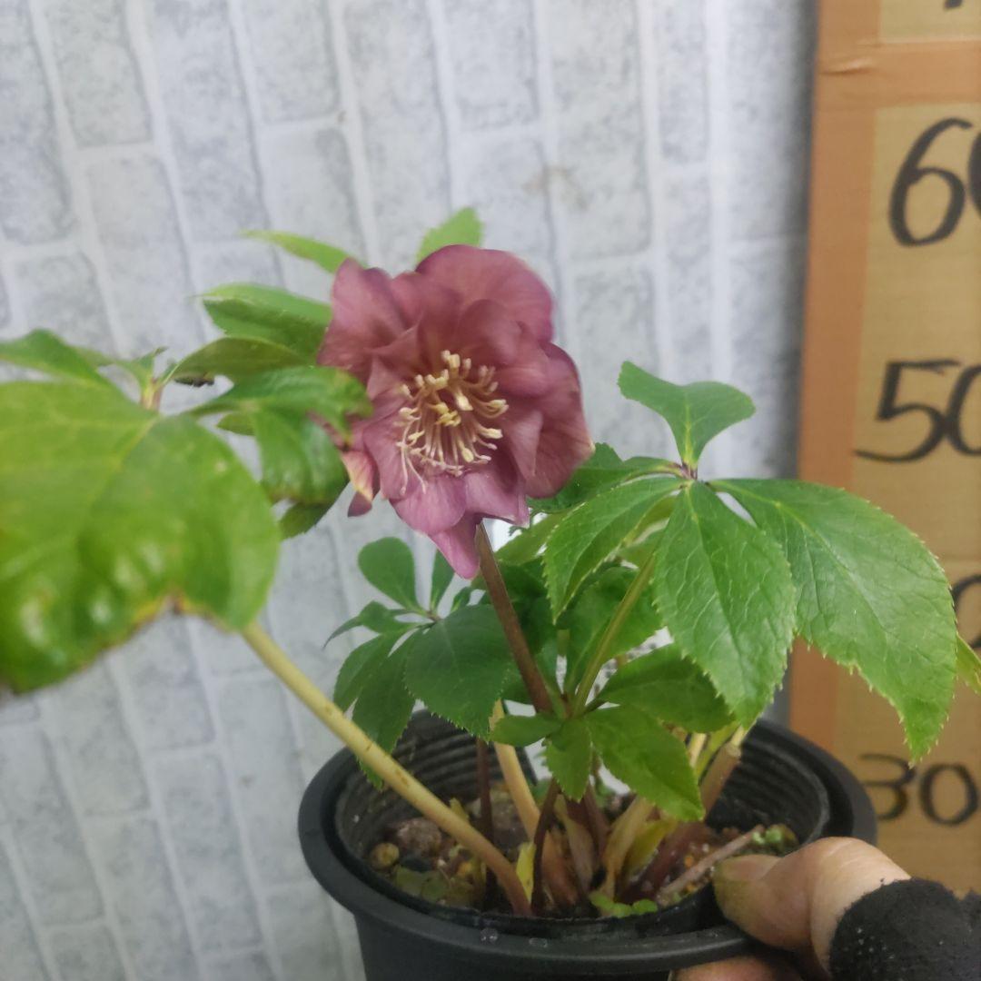 ⭐️クリスマスローズ⭐️ダブル咲き６品種⭐️６鉢セット