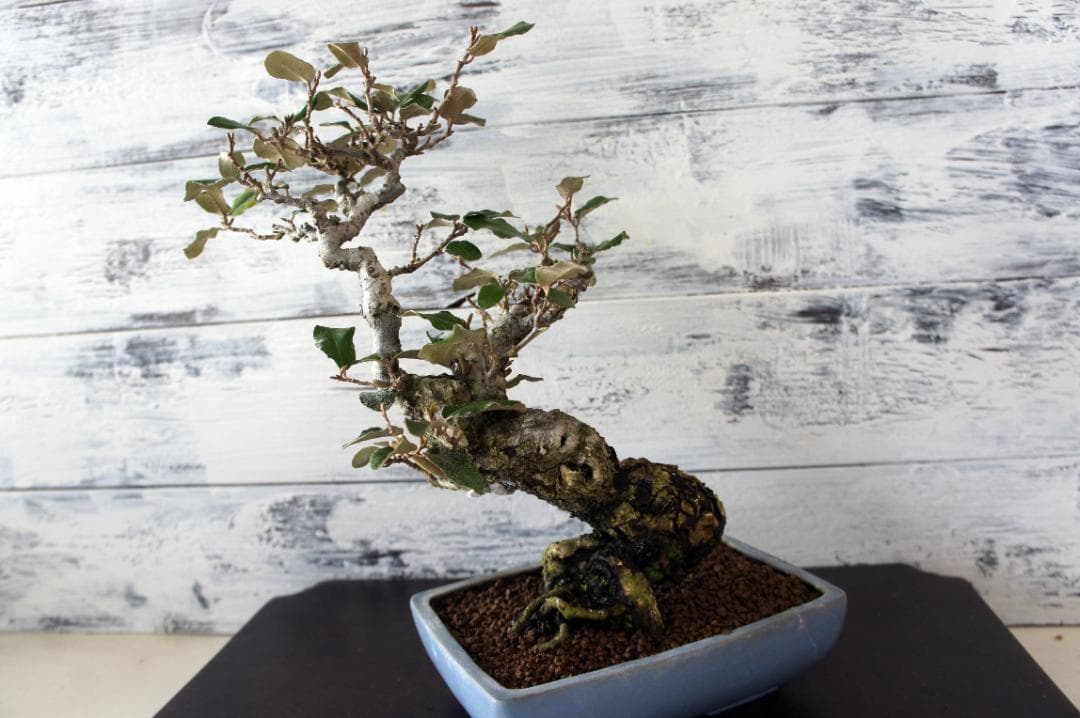 盆栽 『グミ』 和風 インテリア 花 観葉植物 ガーデニング 送料無料 b089