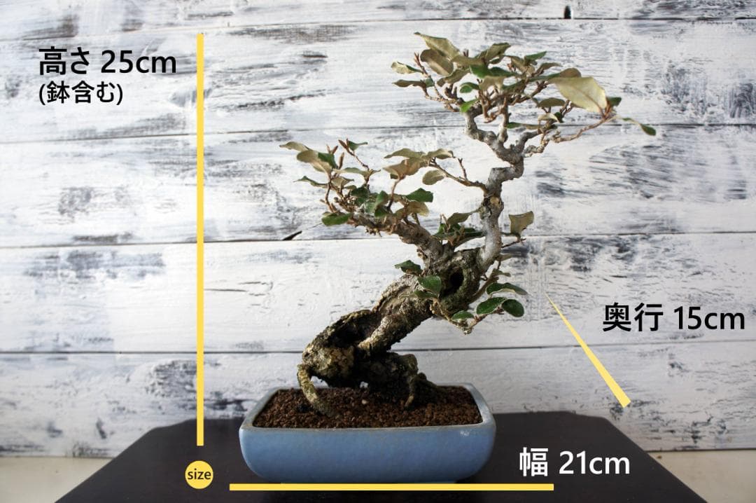 盆栽 『グミ』 和風 インテリア 花 観葉植物 ガーデニング 送料無料 b089