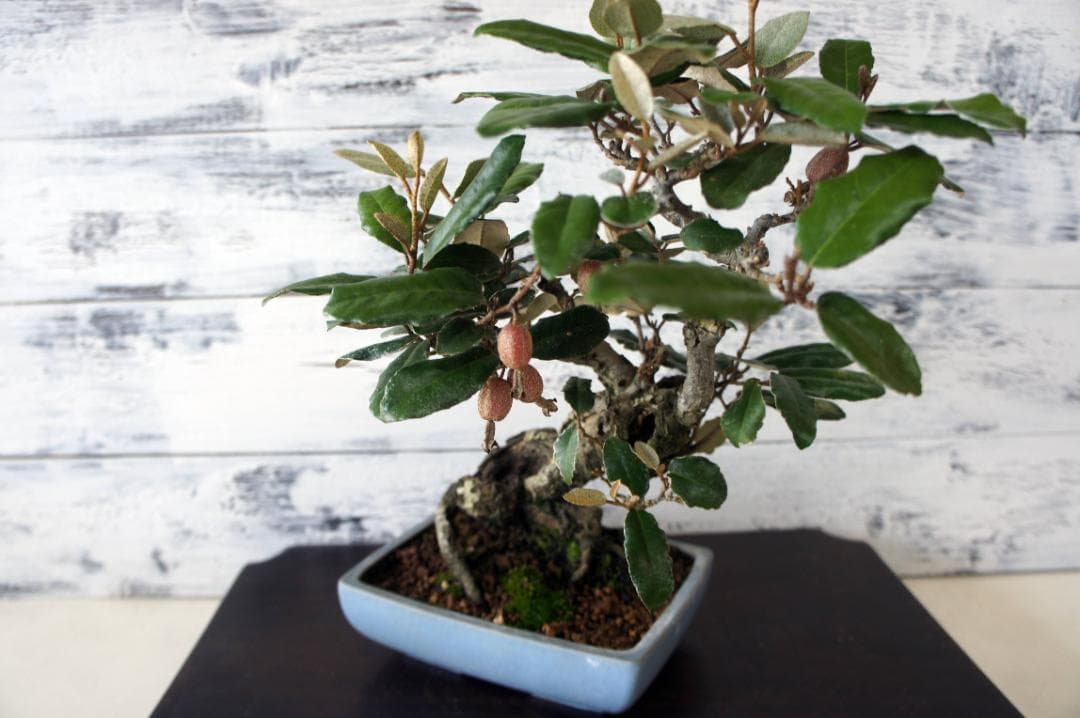 盆栽 『グミ』 和風 インテリア 花 観葉植物 ガーデニング 送料無料 b089