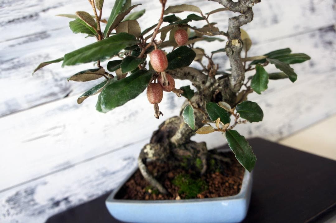 盆栽 『グミ』 和風 インテリア 花 観葉植物 ガーデニング 送料無料 b089