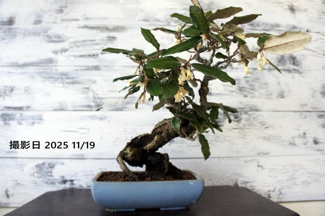 盆栽 『グミ』 和風 インテリア 花 観葉植物 ガーデニング 送料無料 b089