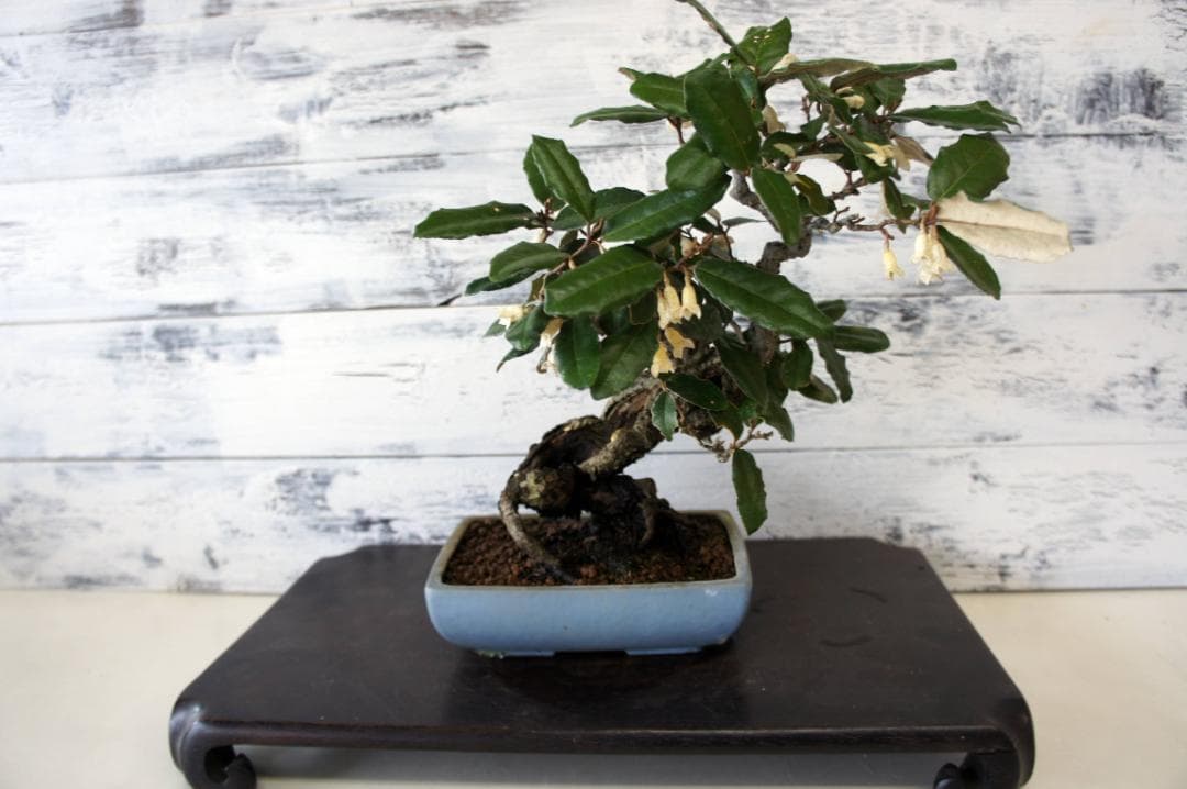 盆栽 『グミ』 和風 インテリア 花 観葉植物 ガーデニング 送料無料 b089