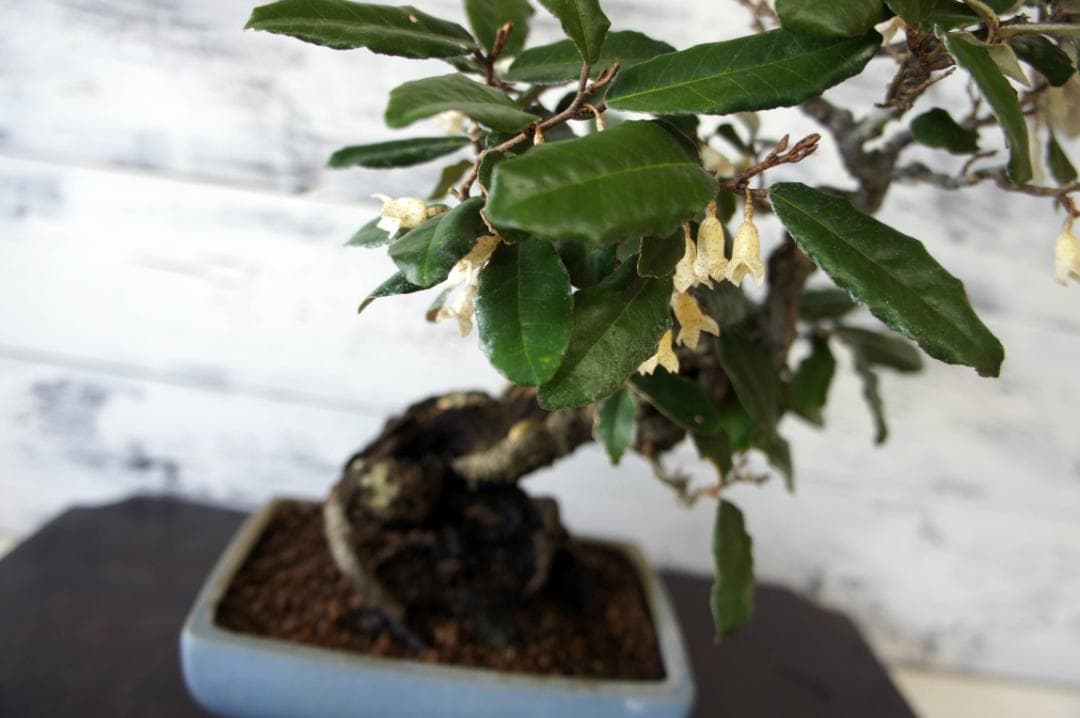 盆栽 『グミ』 和風 インテリア 花 観葉植物 ガーデニング 送料無料 b089