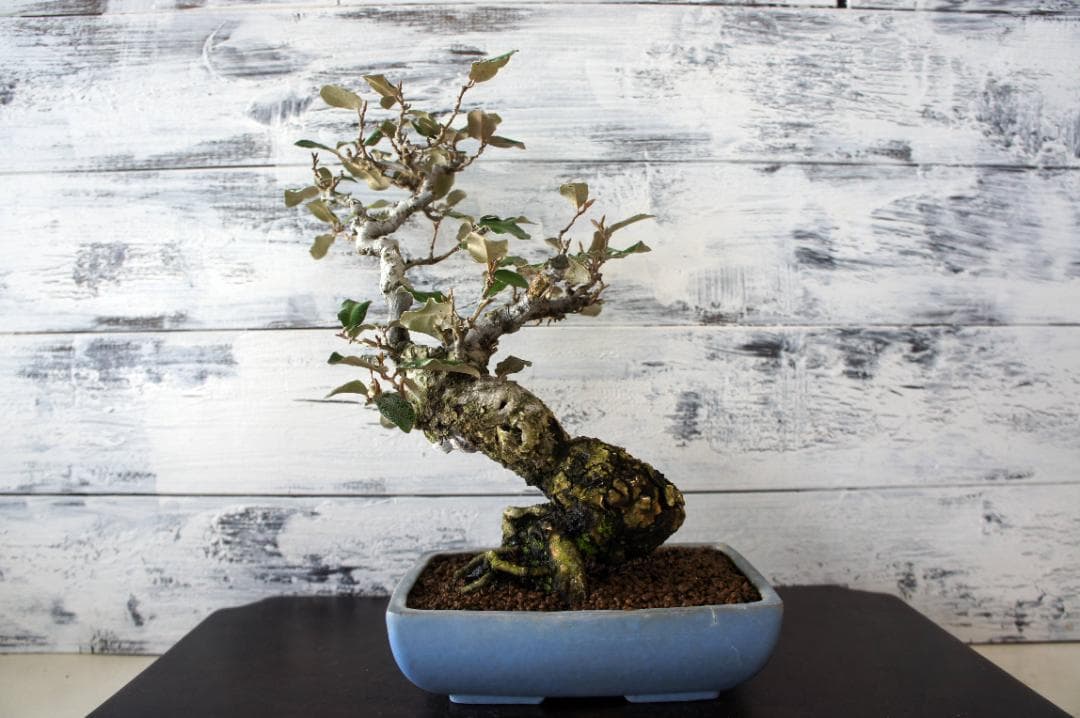 盆栽 『グミ』 和風 インテリア 花 観葉植物 ガーデニング 送料無料 b089