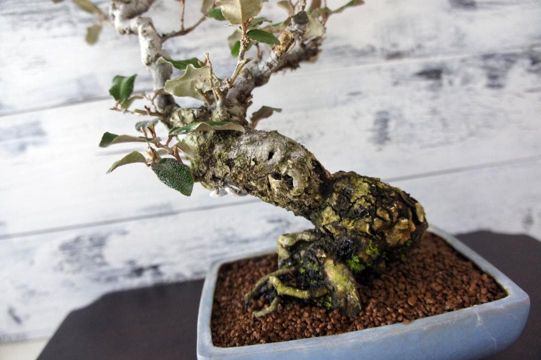 盆栽 『グミ』 和風 インテリア 花 観葉植物 ガーデニング 送料無料 b089