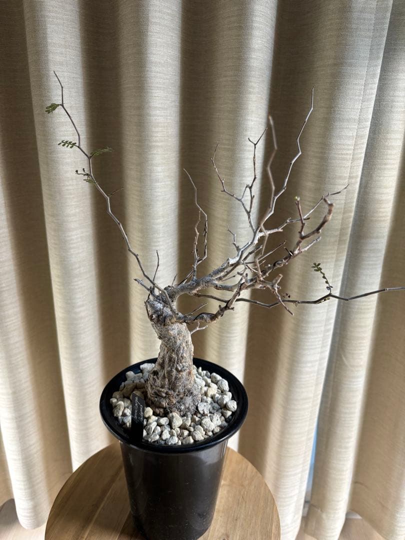 オペルクリカリア　パキプス＊発根済み【値下不可】