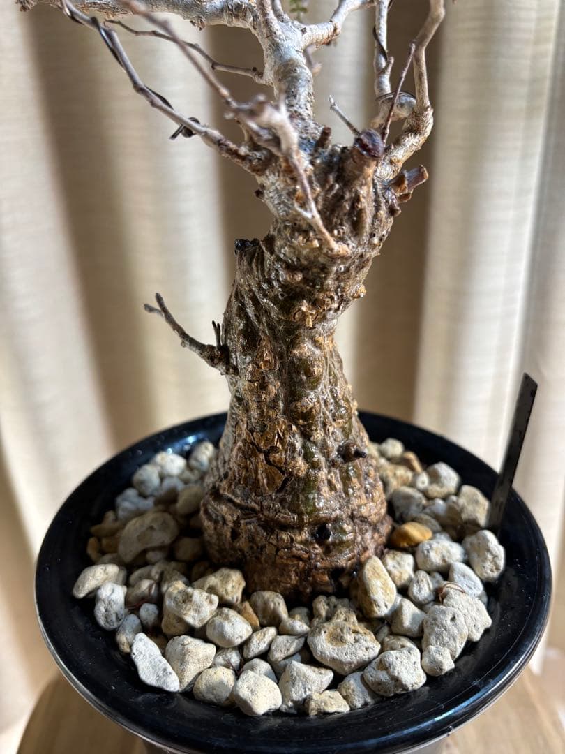 オペルクリカリア　パキプス＊発根済み【値下不可】