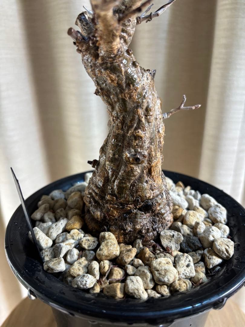 オペルクリカリア　パキプス＊発根済み【値下不可】