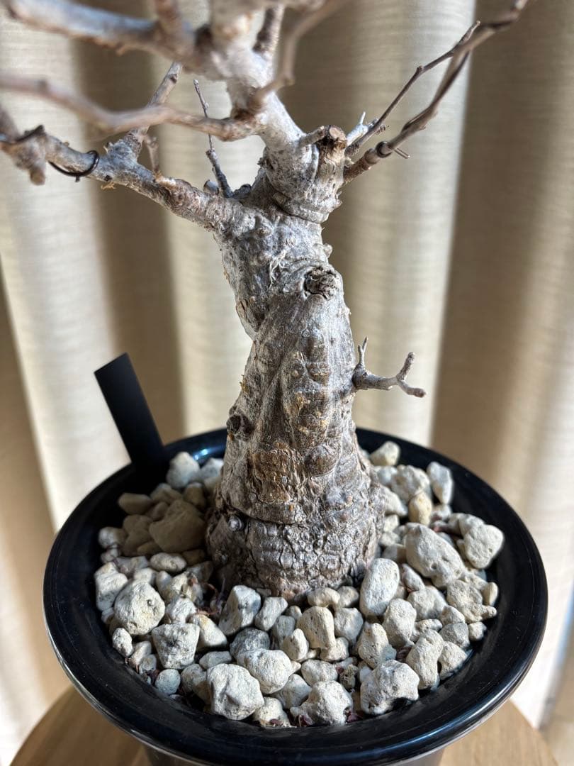 オペルクリカリア　パキプス＊発根済み【値下不可】