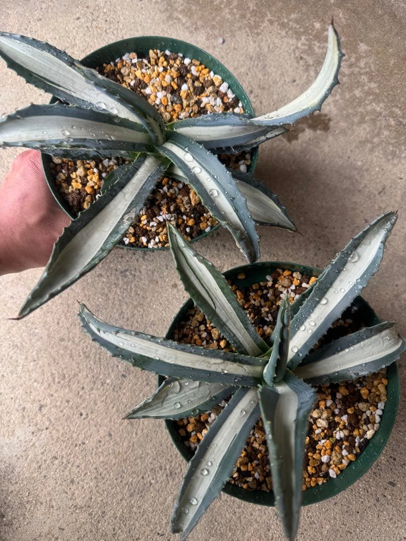 アガベ Agave americana var.medio-picta 'Alba276