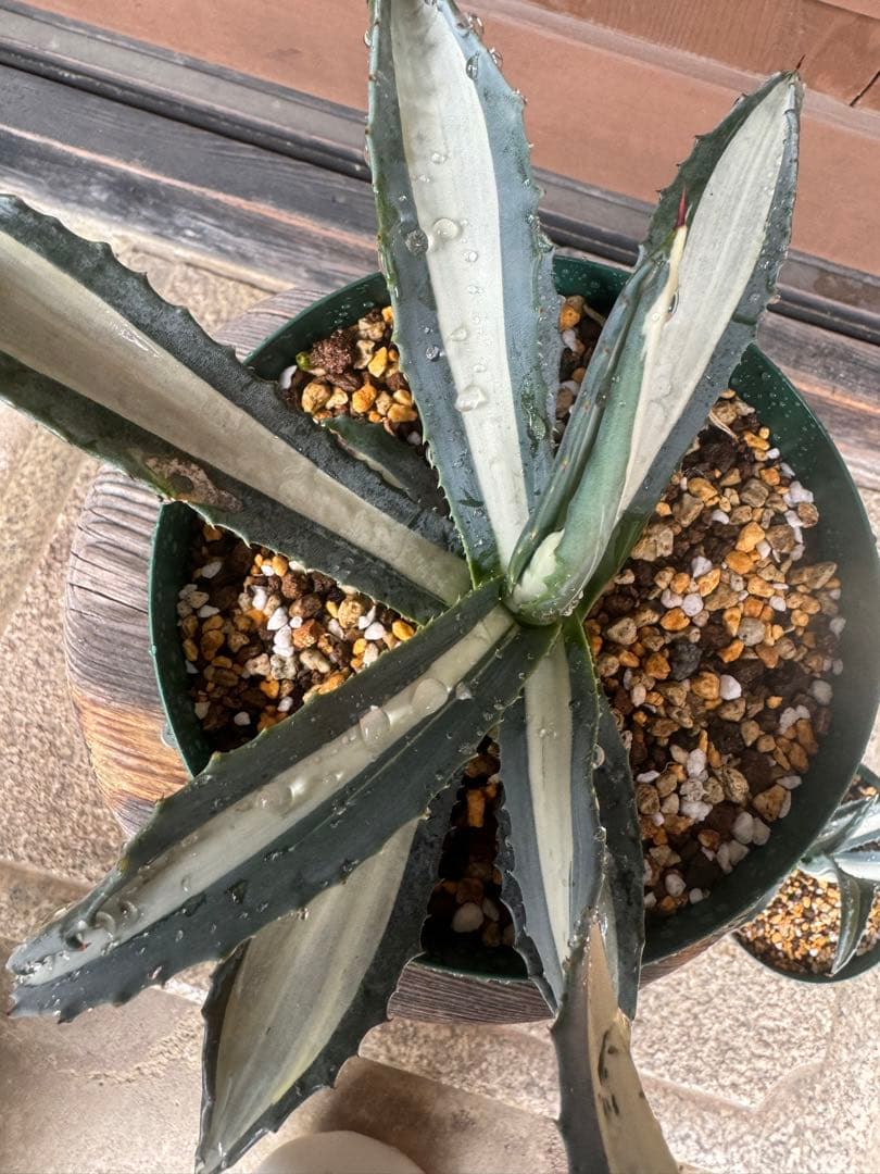 アガベ Agave americana var.medio-picta 'Alba276