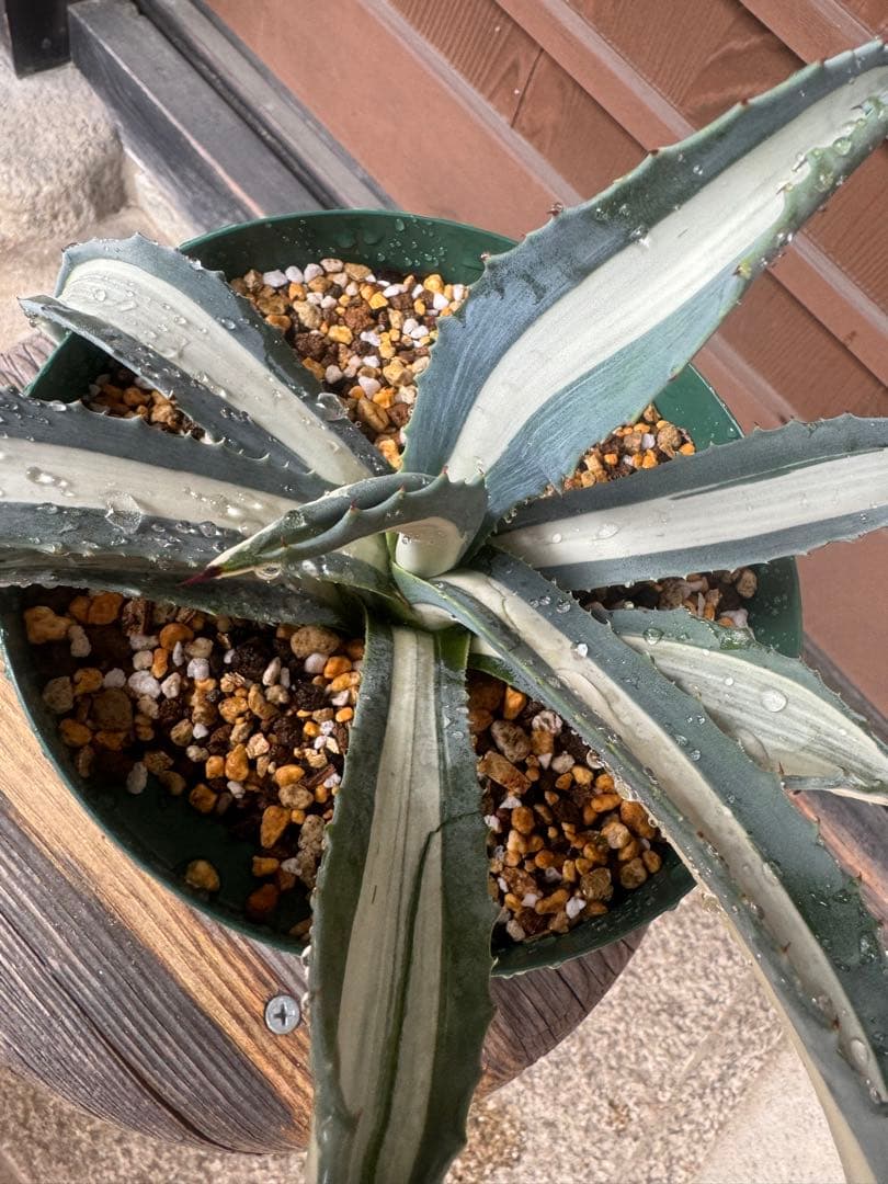 アガベ Agave americana var.medio-picta 'Alba276