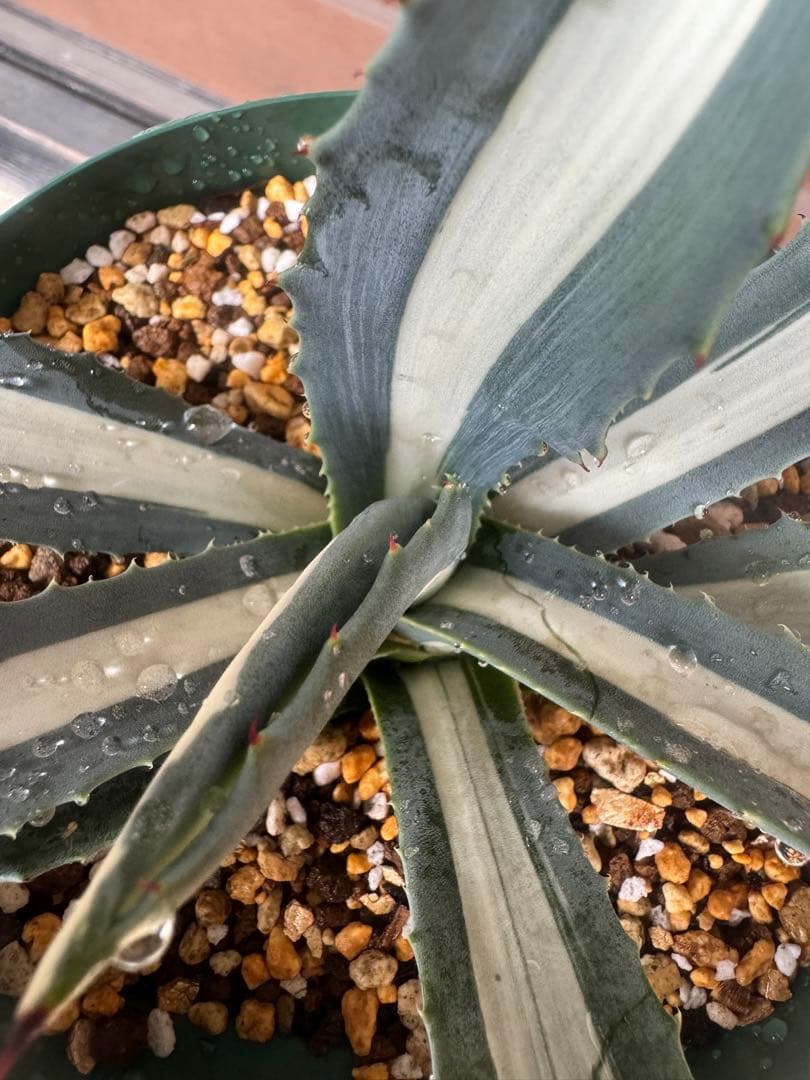 アガベ Agave americana var.medio-picta 'Alba276