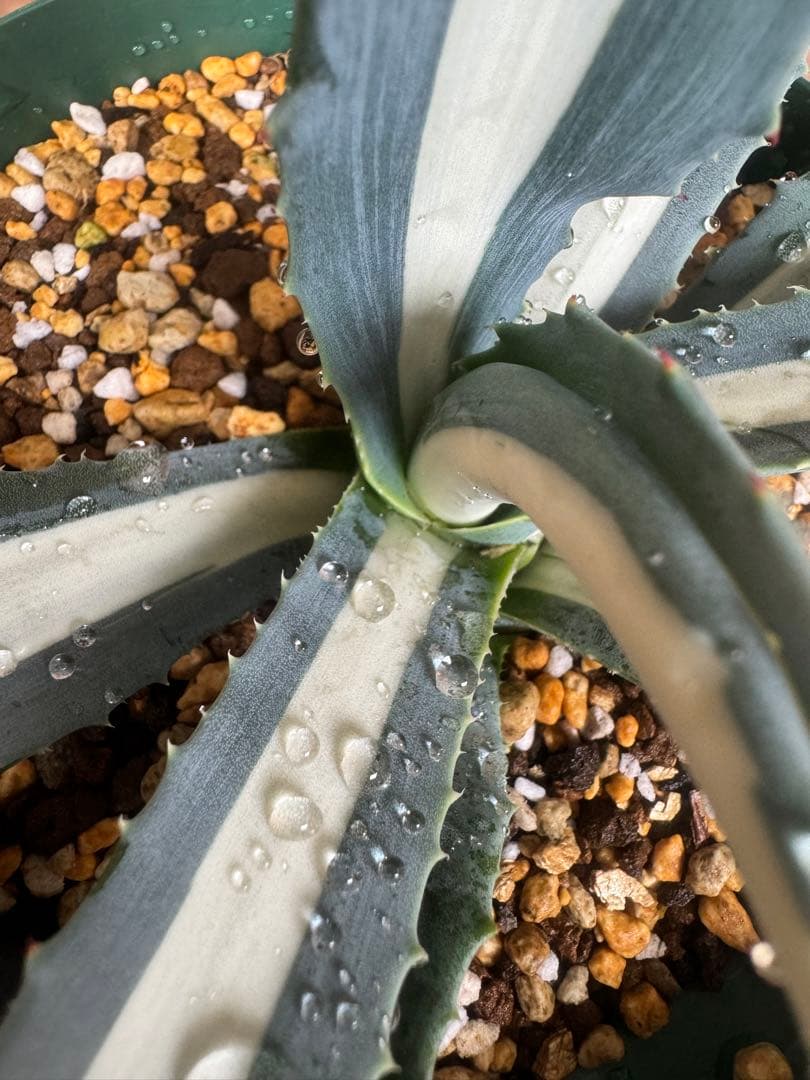 アガベ Agave americana var.medio-picta 'Alba276