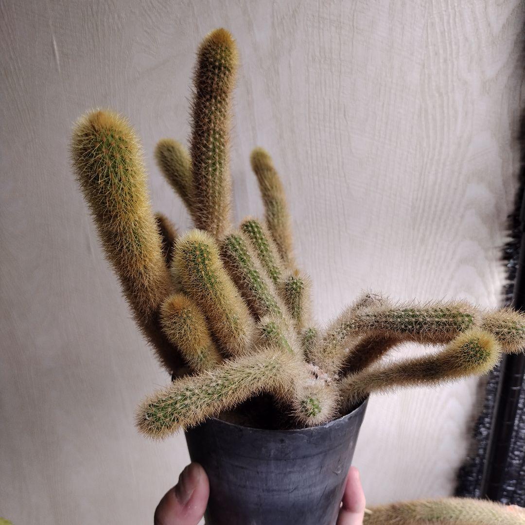 ヒルデウィンテラ 黄金紐サボテン 鉢ごと発送