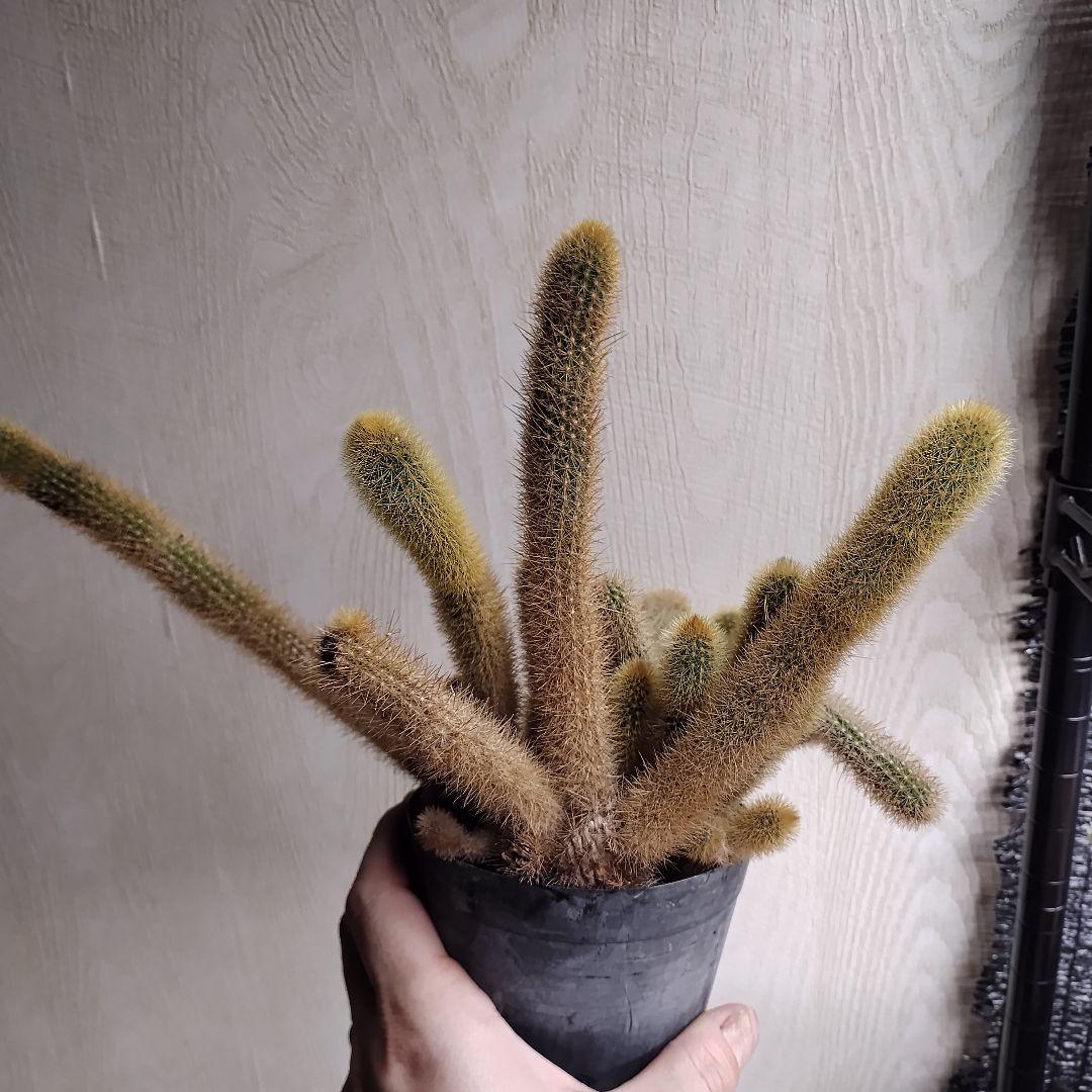 ヒルデウィンテラ 黄金紐サボテン 鉢ごと発送
