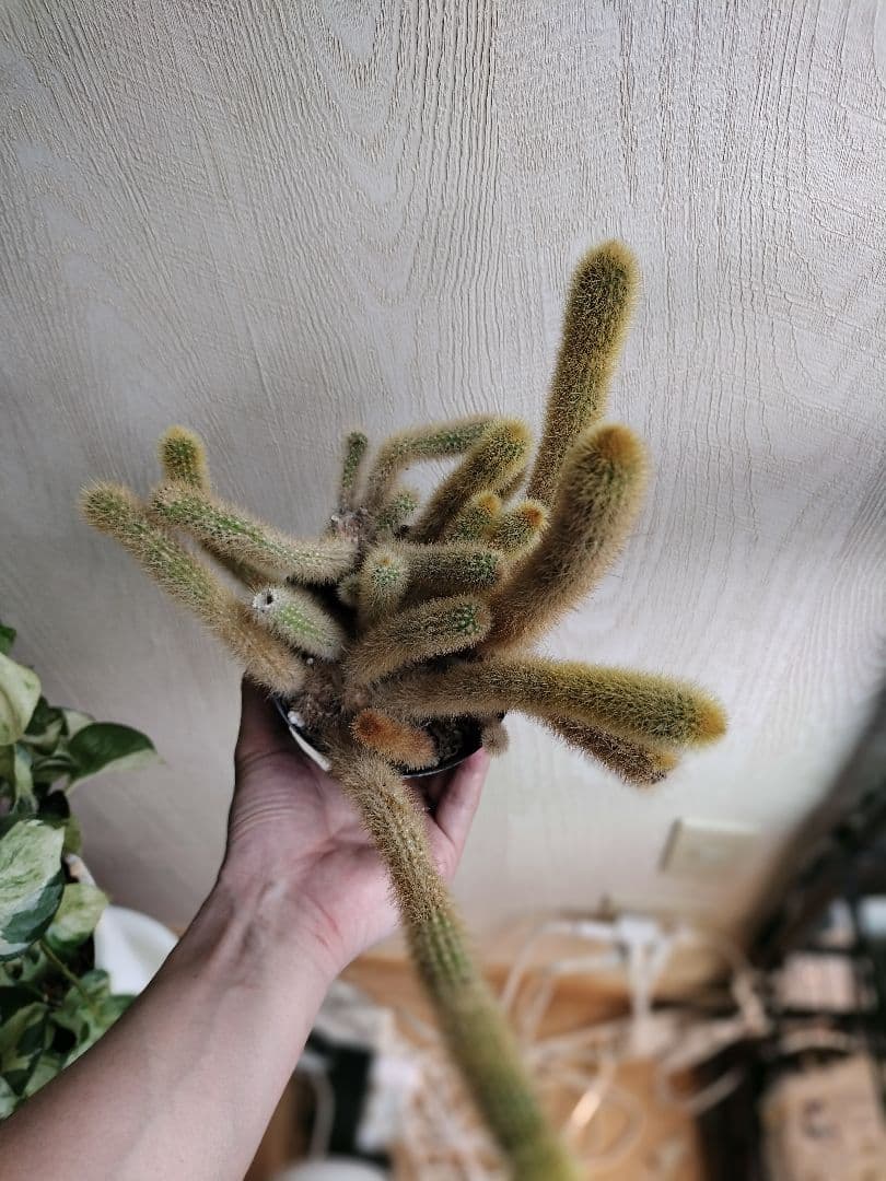 ヒルデウィンテラ 黄金紐サボテン 鉢ごと発送