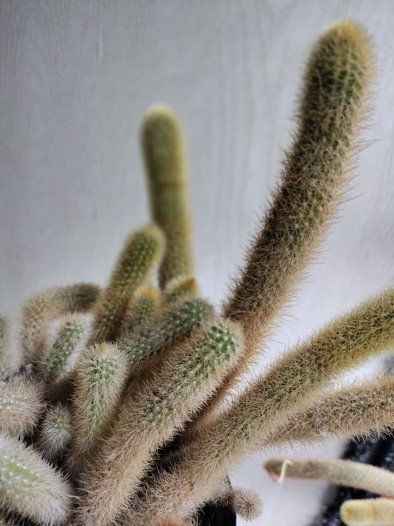 ヒルデウィンテラ 黄金紐サボテン 鉢ごと発送