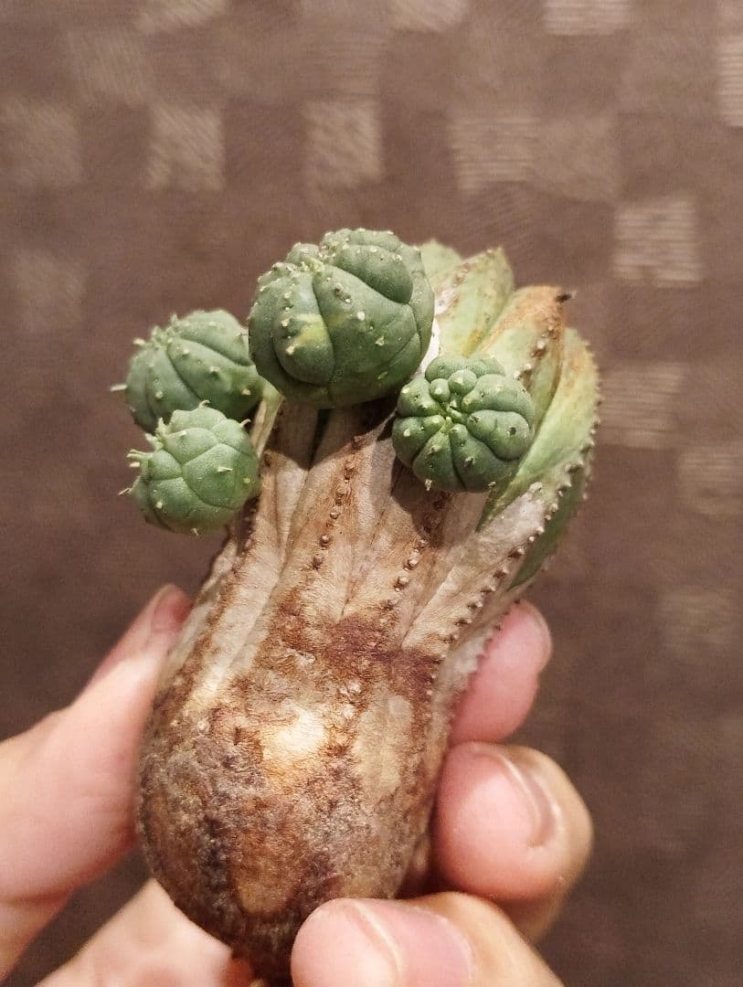 特選 木質化 ユーフォルビア オールド オベサ 斑入り 子株付き