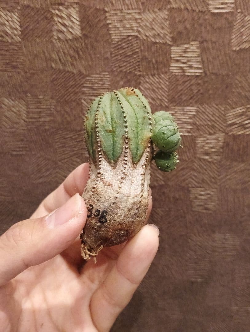 特選 木質化 ユーフォルビア オールド オベサ 斑入り 子株付き