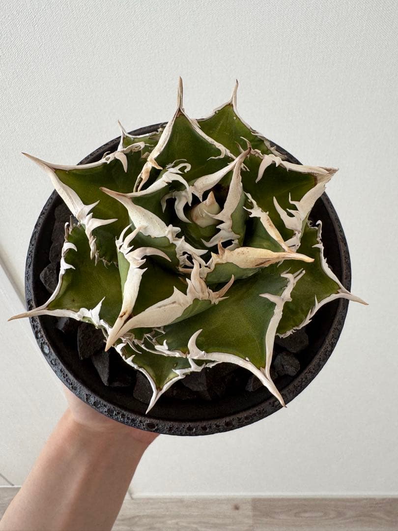 アガベ　チタノタ　大白鯊　親株　コレクション株　ホホジロザメ　lize産