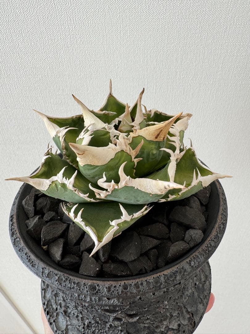 アガベ　チタノタ　大白鯊　親株　コレクション株　ホホジロザメ　lize産