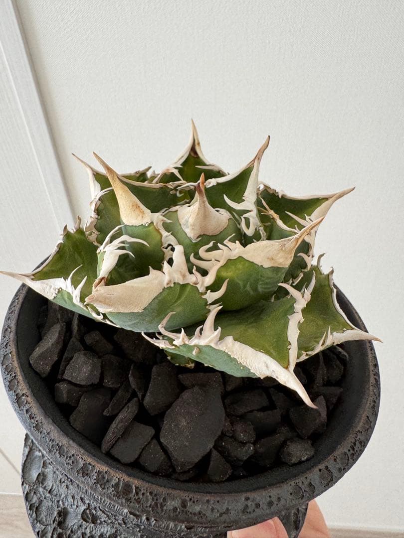 アガベ　チタノタ　大白鯊　親株　コレクション株　ホホジロザメ　lize産