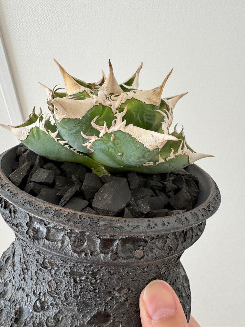 アガベ　チタノタ　大白鯊　親株　コレクション株　ホホジロザメ　lize産