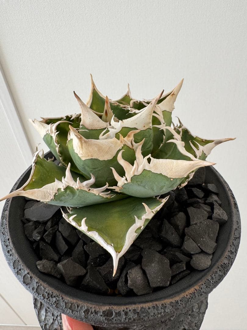 アガベ　チタノタ　大白鯊　親株　コレクション株　ホホジロザメ　lize産